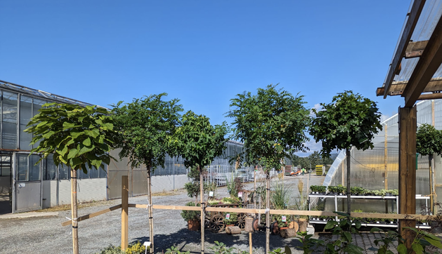 Ob Hochstämme, Beerensträucher oder verschiedene Gehözer - in der Baumschule Degen findest du ein riesiges Sortiment an Pflanzen. Foto: Gärtnerei Degen