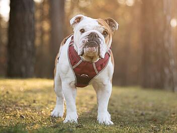 Tierheim Nürnberg: Bulldogge Emil mit traurigem Schicksal