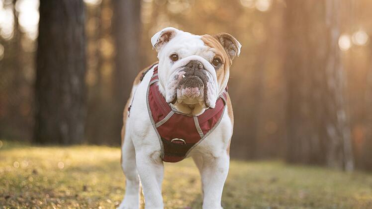 Tierheim Nürnberg: Bulldogge Emil mit traurigem Schicksal