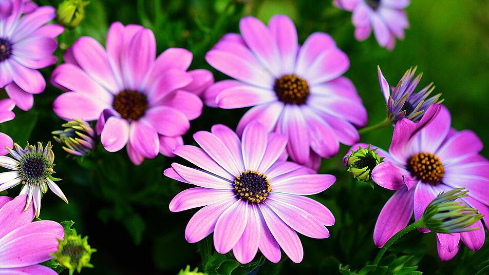 Sonnenpflanzen 10 Pflanzen die pralle Sonne lieben