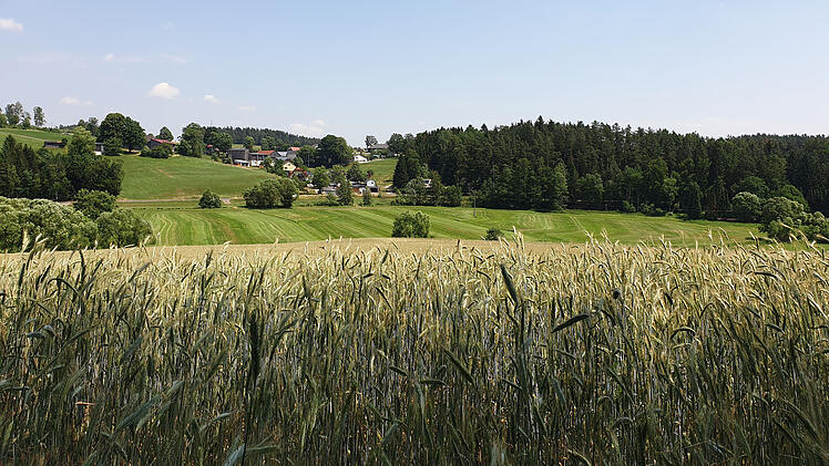 Uni W&uuml;rzburg: Neue Insekten-Studie fordert Umdenken im Naturschutz
