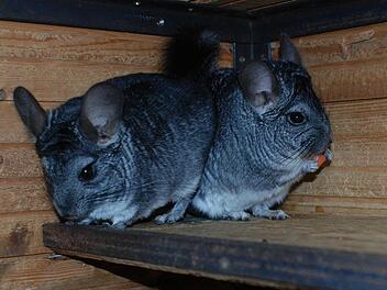 Max und Moritz suchen liebe Menschen