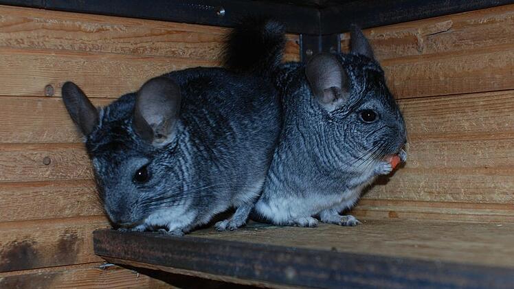 Max und Moritz suchen liebe Menschen