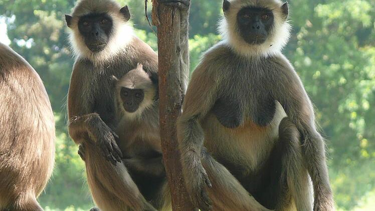 Affen gibt es nicht nur in den Nationalparks. Die munteren und manchmal richtig frechen Tiere sind fast allgegenwärtig.