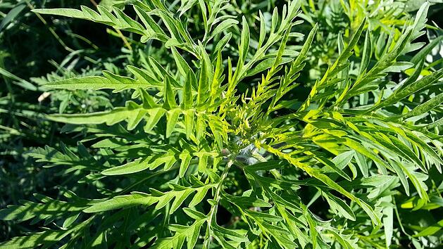 Ambrosia, auch Ragweed oder Traubenkraut genannt, verbreitet sich in Deutschland.