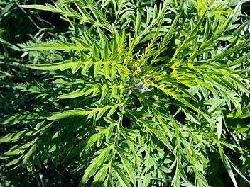 Ambrosia, auch Ragweed oder Traubenkraut genannt, verbreitet sich in Deutschland.