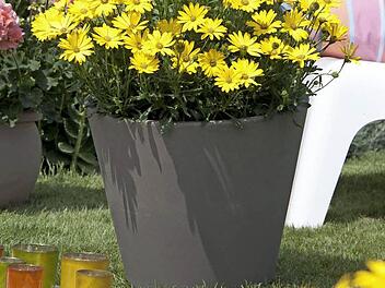 Ein echter Sonnenschein: Mit der "Lachenden Lucy" als "Bayerische Pflanze des Jahres 2015" hält ein Dauerhoch Einzug im Freistaat.  Foto: GMH