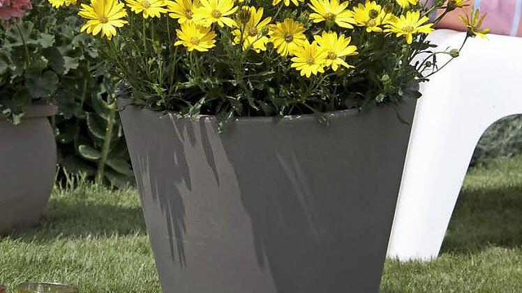 Ein echter Sonnenschein: Mit der "Lachenden Lucy" als "Bayerische Pflanze des Jahres 2015" hält ein Dauerhoch Einzug im Freistaat.  Foto: GMH