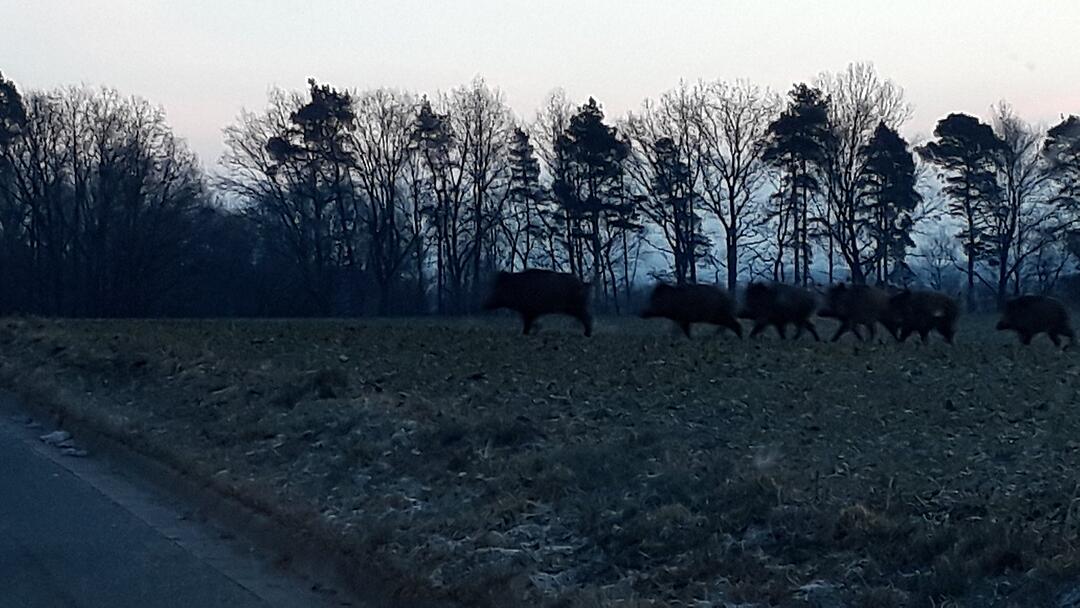 Die schönsten Frühlingsfotos aus Coburg und Umgebung
