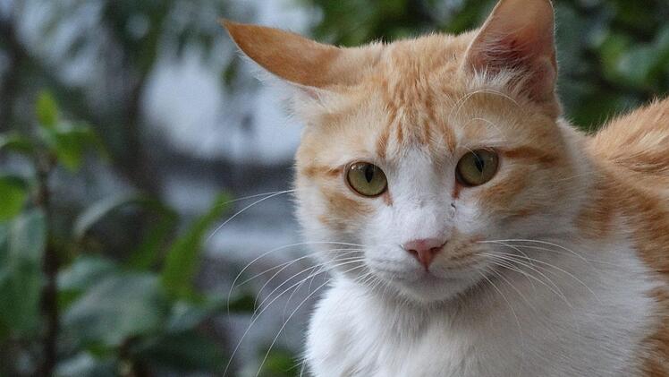 Im Landkreis Ha&szlig;berge haben Unbekannte einer Katze den Schwanz herausgerissen. Symbolbild: pixabay.de