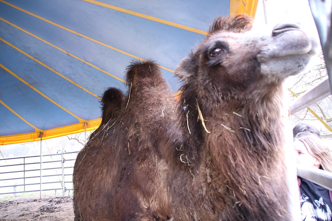 Zu Besuch bei Lamas und Kamelen im Kreis Haßberge