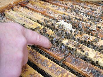 Auf Ertrag und Sanftmut ist die moderne Biene gezüchtet. Dazu kennen die Bienen ihren Imker und lassen ihn so nahe heran. Foto: Stephanie Elm