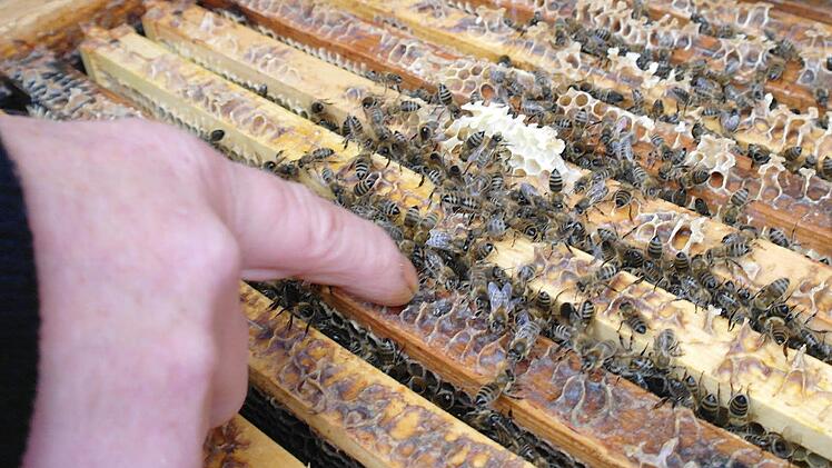 Auf Ertrag und Sanftmut ist die moderne Biene gezüchtet. Dazu kennen die Bienen ihren Imker und lassen ihn so nahe heran. Foto: Stephanie Elm