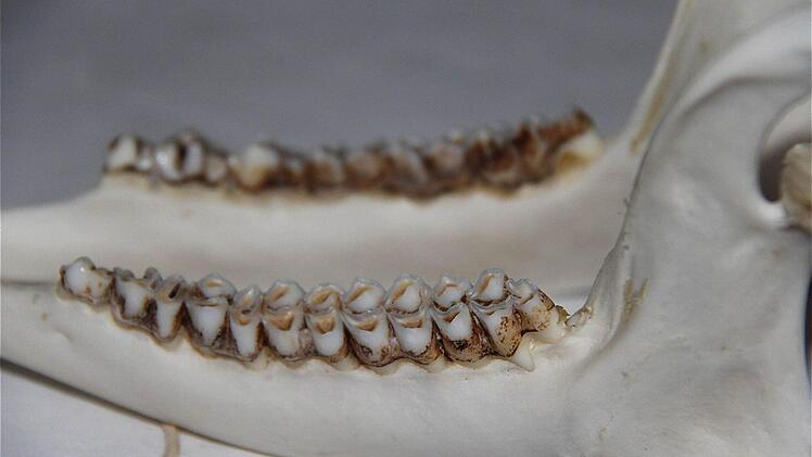 An der Abnutzung der Zähne lässt sich das Alter der Rehe bestimmen.