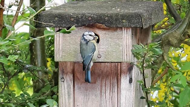 Meisen nutzen jetzt schon Nistkästen, um sich vor der Kälte zu schützen. Im Frühjahr nutzen sie die Kästen dann häufig weiter als Brutort. Symbolbild: Archiv