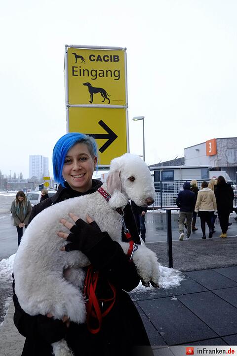 43. Internationale Rassehundeausstellung (Cacib) in Nürnberg