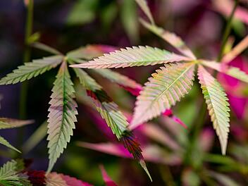 Fund von Cannabis-Plantage Fund von Cannabis-Plantage