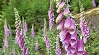 Roter Fingerhut (Digitalis purpurea) wächst am Wegesrand, aber Vorsicht, er ist hochgiftig!
