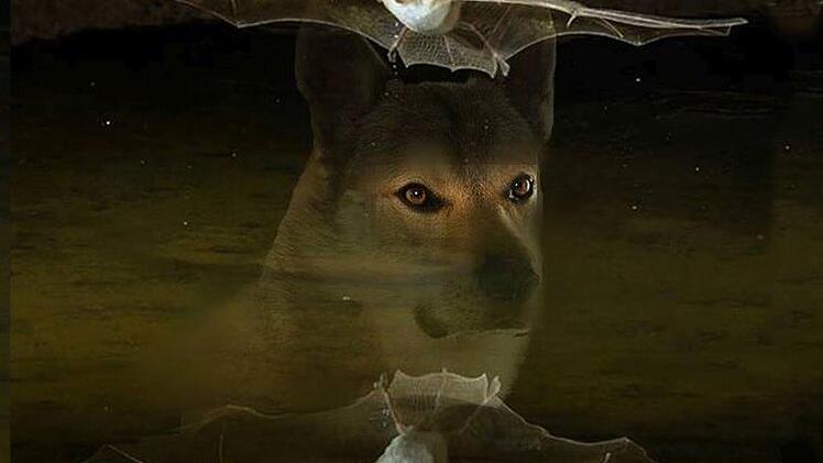 Das Cover des neuen Krimis.