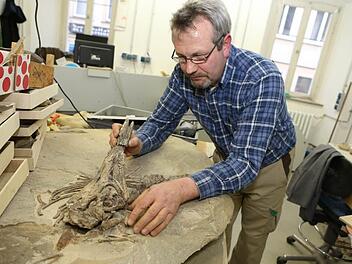 Künftiger "Star" im Naturkundemuseum: der rund 200 Millionen Jahre alte Ichthyosaurus, der in Scheßlitz gefunden wurde. Thomas Bechmann präpariert ihn. Erhalten sind außer dem Schädel noch eine Flosse und zahlreiche Rippen.  Foto: Barbara Herbst