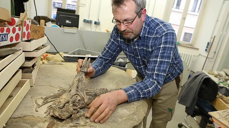 Künftiger "Star" im Naturkundemuseum: der rund 200 Millionen Jahre alte Ichthyosaurus, der in Scheßlitz gefunden wurde. Thomas Bechmann präpariert ihn. Erhalten sind außer dem Schädel noch eine Flosse und zahlreiche Rippen.  Foto: Barbara Herbst