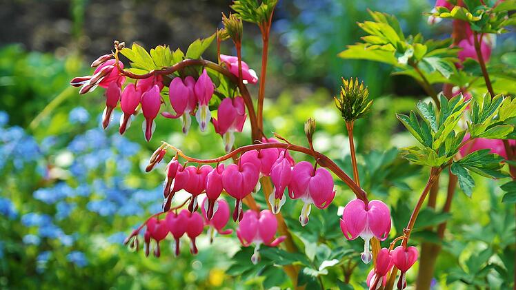 Tränendes herz - 10 Pflanzen für schattige Garten und Balkon