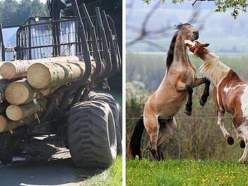 Sonnefeld: Pferde durch Langholztransporter erschreckt - 56-J&auml;hriger verletzt