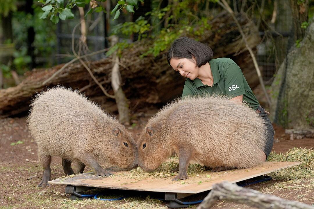 Jährliches Wiegen im ZSL Zoo in London