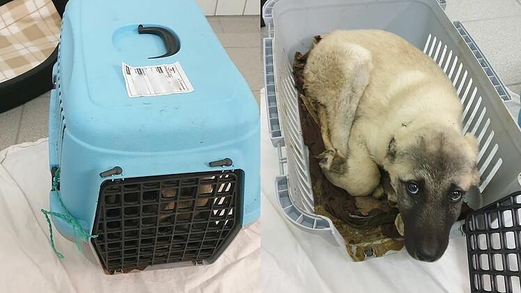 Tierheim Feucht nimmt zwei Hunde aus illegalem Transport auf