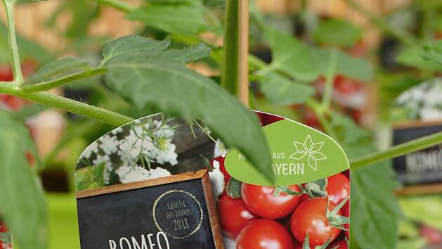 Die Tomate der Sorte "Romeo" ist "Gem&uuml;se des jahres". Foto: Sonja Schr&uuml;fer