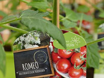 Die Tomate der Sorte "Romeo" ist "Gem&uuml;se des jahres". Foto: Sonja Schr&uuml;fer