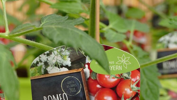 Die Tomate der Sorte "Romeo" ist "Gem&uuml;se des jahres". Foto: Sonja Schr&uuml;fer