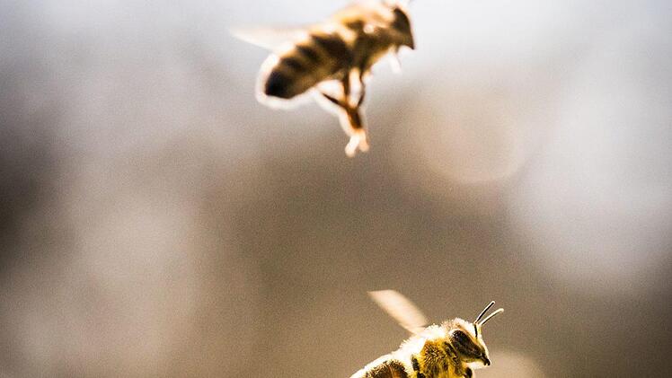 Ein Bienenvolk hat sich vor wenigen Wochen in einem Baum am Landratsamt eingenistet.  Frank Rumpenhorst/dpa