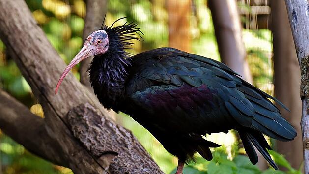 Der schwarze Waldrapp ist einer der weltweit am stärksten bedrohten Vögel.
