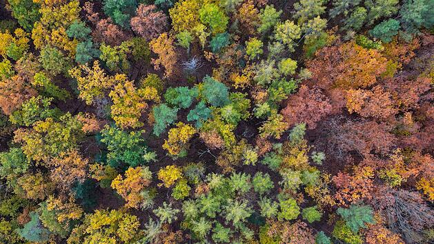 Ozonsch&auml;den sind schon heute an B&auml;umen sichtbar: Experten kl&auml;ren &uuml;ber Trockenheit und D&uuml;rre auf