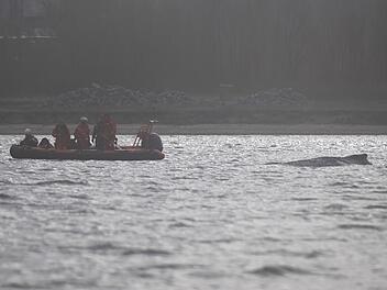 Rettungsaktion f&uuml;r Buckelwal in Wismarer Bucht