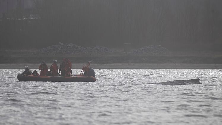Rettungsaktion f&uuml;r Buckelwal in Wismarer Bucht