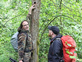 Stefan Friedrich (links) und Stephan Amm an einer Schwarzerle, in die ein Buntspecht seine Höhle gebaut hat. In etwa zweieinhalb Metern Höhe liegt sie relativ nah am Boden.  Foto: Friedwald Schedel