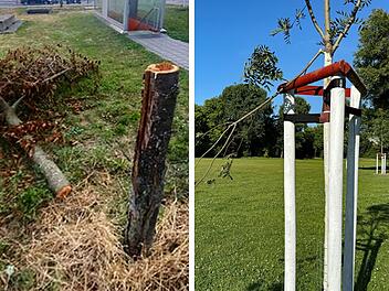 N&uuml;rnberg erstattet Anzeige gegen Baumfrevler - war die Tat politisch motiviert?