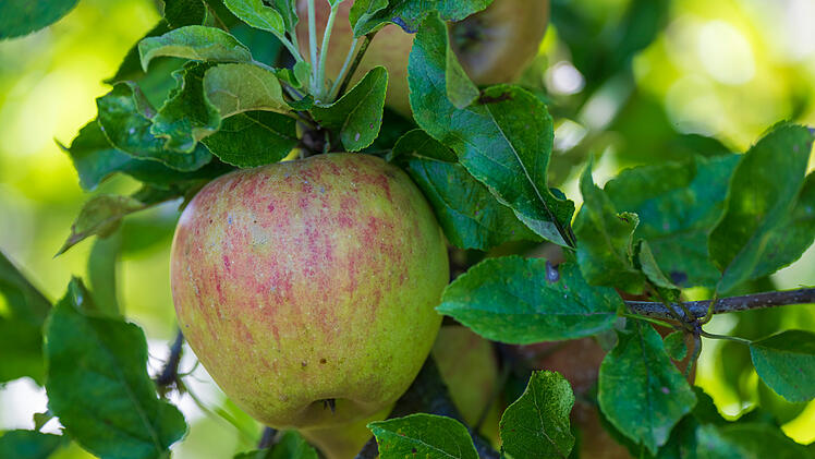 Ernüchternde Erntebilanz für 2024 in Bayern