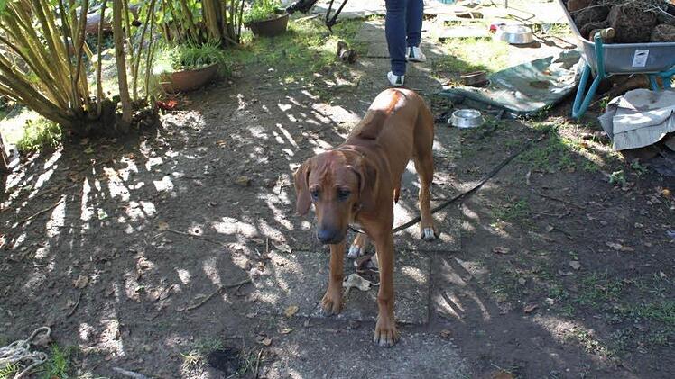 Er ist kein Wachhund.