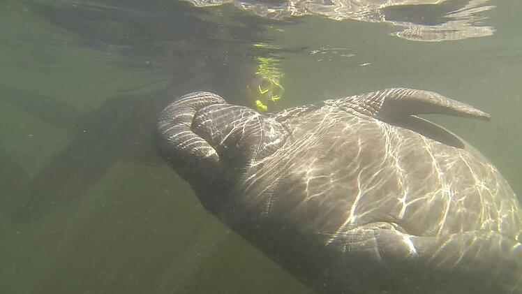 Michael Zistler krault eine Seekuh.