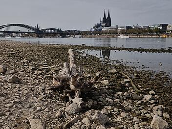 Niedrigwasser am Rhein in K&ouml;ln