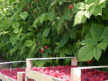 Himbeeren sind nicht nur im Garten schön, sondern auch noch lecker. Was es beim Beschnitt zweimal tragender Sorten zu beachten gibt, verrät inFranken.de-Gartenexperte Jupp Schröder. Foto: Carmen Schmitt