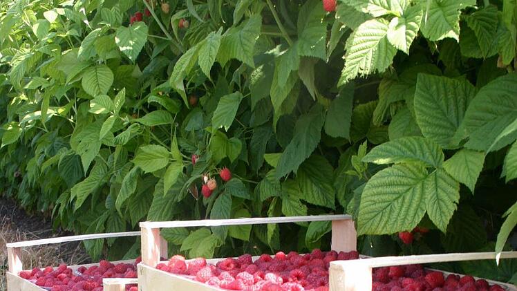 Himbeeren sind nicht nur im Garten schön, sondern auch noch lecker. Was es beim Beschnitt zweimal tragender Sorten zu beachten gibt, verrät inFranken.de-Gartenexperte Jupp Schröder. Foto: Carmen Schmitt