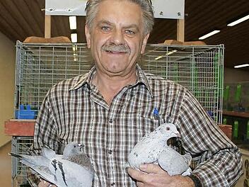 Hardy Gantke zeigt seine seltenen Texanertauben: Er züchtet die Tiere in kennfarbig-dunkel. Das bedeutet, dass die männlichen Tauben weiß und die weiblichen blau oder schwarz gefärbt sind. Zum letzten Mal gab es vor sechs Jahren eine Sonderschau für Texanertauben. Foto: Sonja Adam