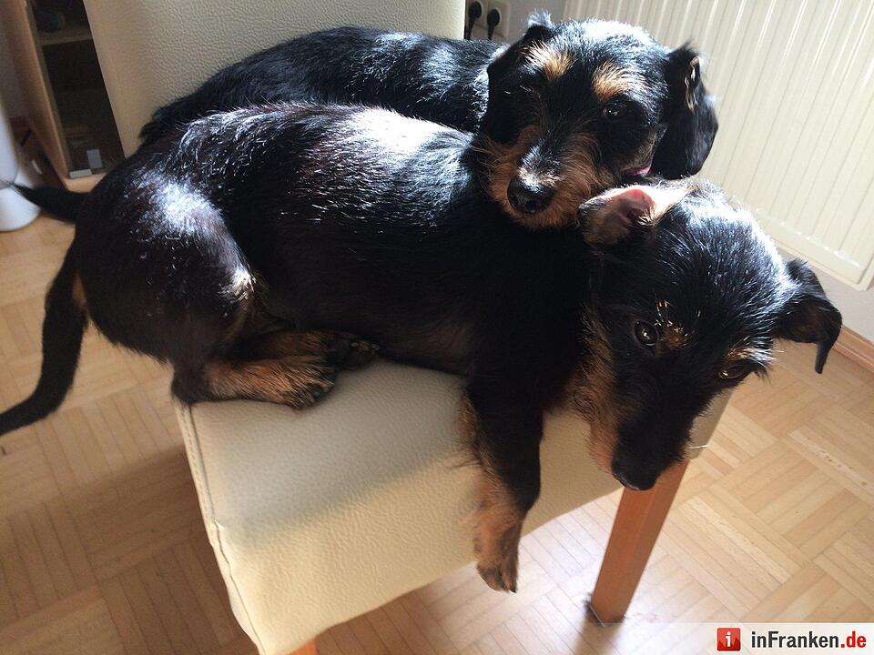 Auf den Hund gekommen: Die schönsten fränkischen Hunde unserer Nutzer