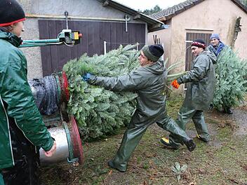 Volle Kraft voraus: Die Arbeiter schieben den Tannenbaum in die Maschine, die die Bäume einnetzt. Fotos: Barbara Herbst