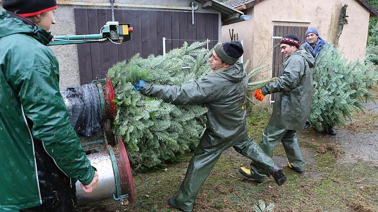 Volle Kraft voraus: Die Arbeiter schieben den Tannenbaum in die Maschine, die die Bäume einnetzt. Fotos: Barbara Herbst