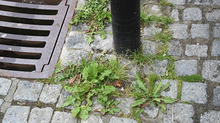 Löwenzahn in der Fußgängerzone. So sieht es an vielen Stellen aus. Foto: Mäuser